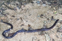 Pseudorabdion longiceps