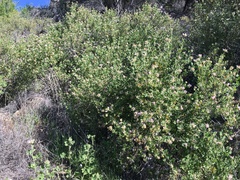 Malacothamnus lucianus