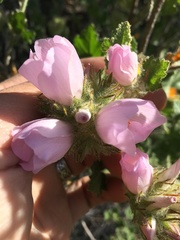 Malacothamnus lucianus