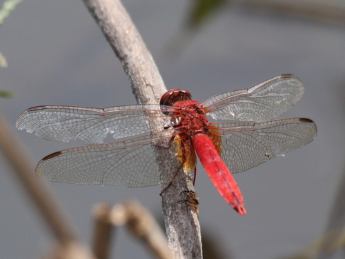 Broad Scarlet