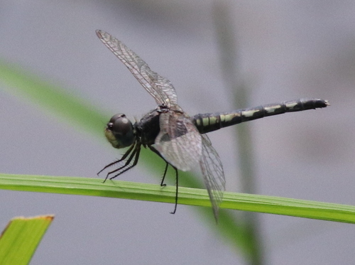 Black Percher