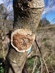 Septobasidium orbiculare