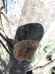 Septobasidium orbiculare