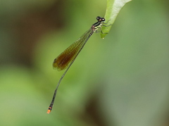 Allocnemis flavipennis