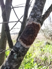 Septobasidium orbiculare