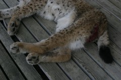 Lynx lynx lynx