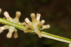 Pterocaulon