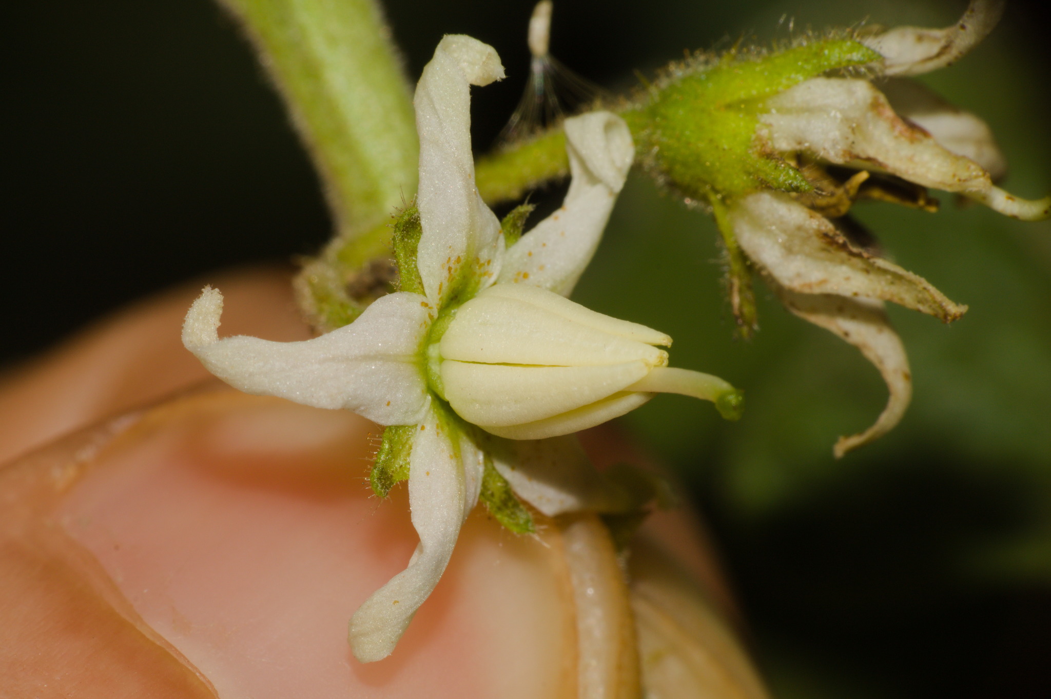 Solanum viarum