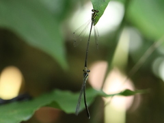 Pseudagrion melanicterum