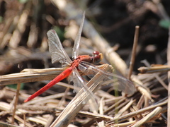 Crocothemis divisa