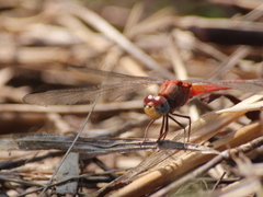 Crocothemis divisa