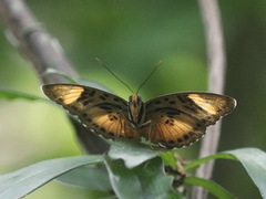 Euphaedra ceres ceres