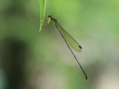 Allocnemis elongata