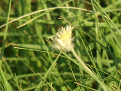 Pfaffia gnaphalioides