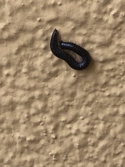 Ommatoiulus rutilans