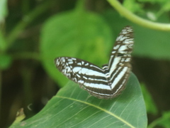 Pseudoneptis bugandensis