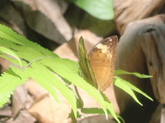 Bebearia mardania