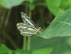 Pseudoneptis bugandensis