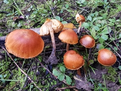 Gymnopilus arenophilus