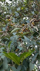 Diospyros montana