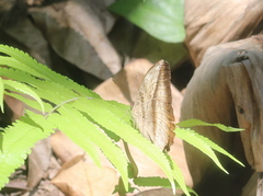Bebearia mardania