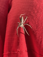 Pisaura mirabilis