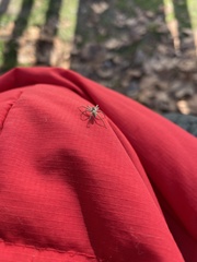 Pisaura mirabilis