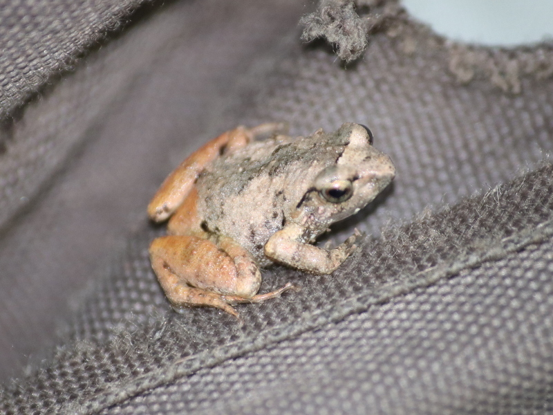 Togo Screeching Frog