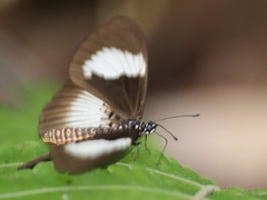 Acraea alcinoe alcinoe