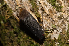 Acraephia perspicillata