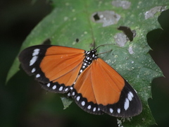 Scopula libyssa