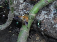 Senaspis dentipes