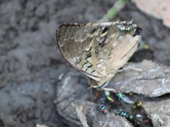 Charaxes