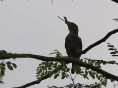 Ploceus cucullatus