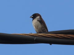 Spermestes cucullata