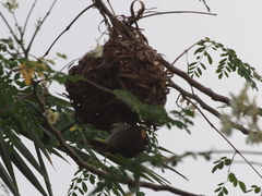 Ploceus cucullatus