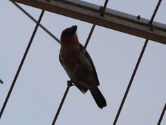 Lybius vieilloti