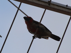 Lybius vieilloti