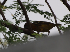 Ploceus cucullatus