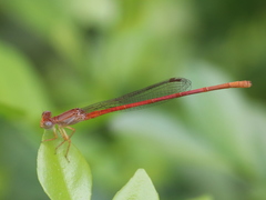 Ceriagrion
