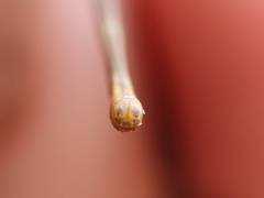 Ceriagrion