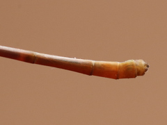 Ceriagrion