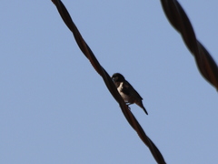 Spermestes cucullata