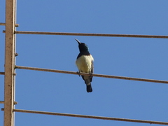 Cinnyris