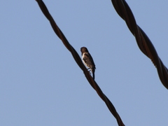 Spermestes cucullata