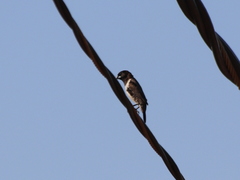 Spermestes cucullata