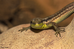 Phoenicolacerta laevis