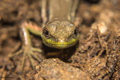 Phoenicolacerta laevis