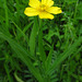 Greater Spearwort - Photo (c) Юрій Бенгус, some rights reserved (CC BY-NC), uploaded by Юрій Бенгус