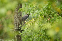 Urocissa flavirostris